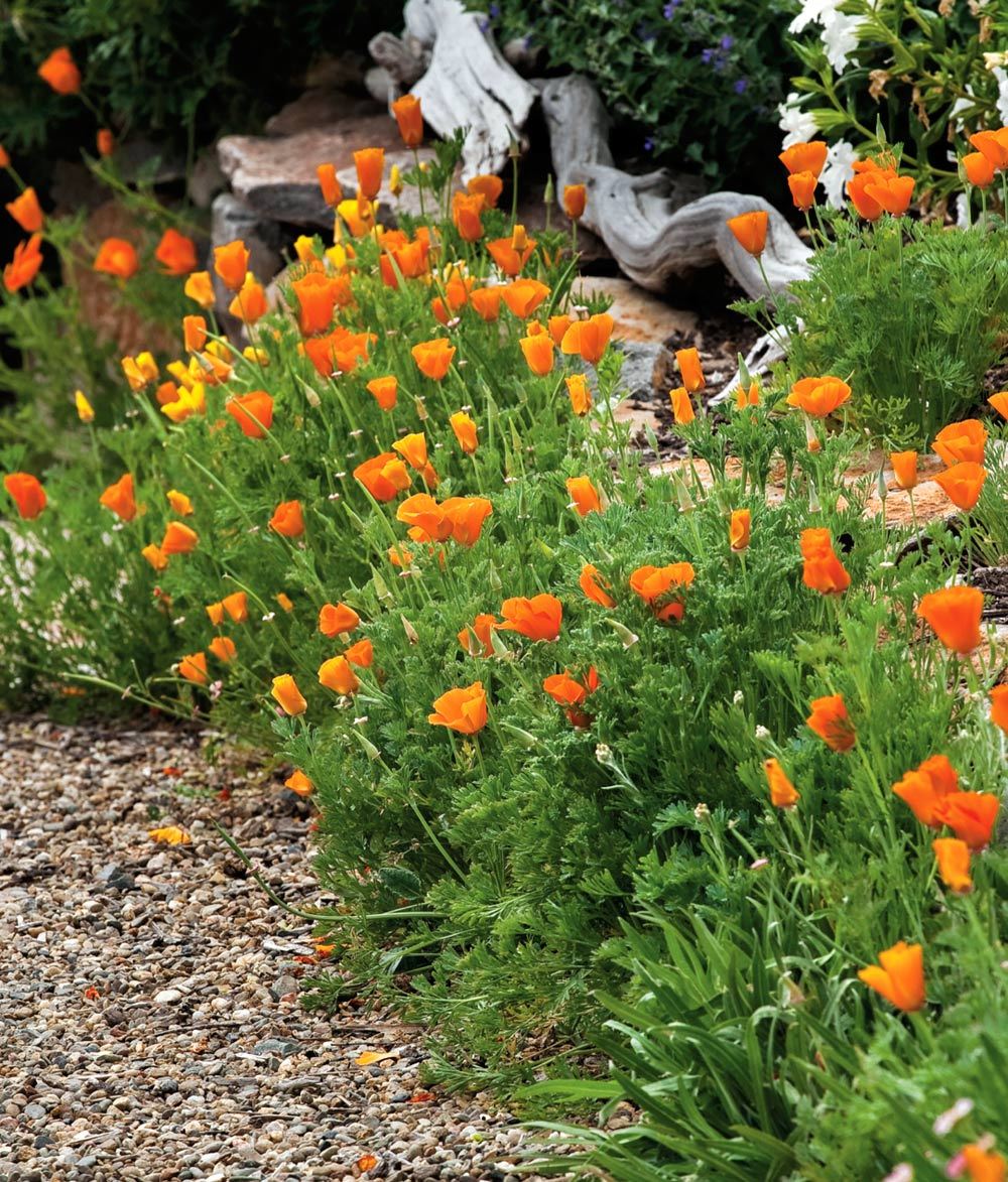 501+ORANGE CALIFORNIA POPPY Seeds Native Wildflower Container Flower Garden