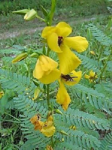 Sensitive PARTRIDGE PEA Chamaecrista Flower Seeds (250 to 3500 SEEDS)