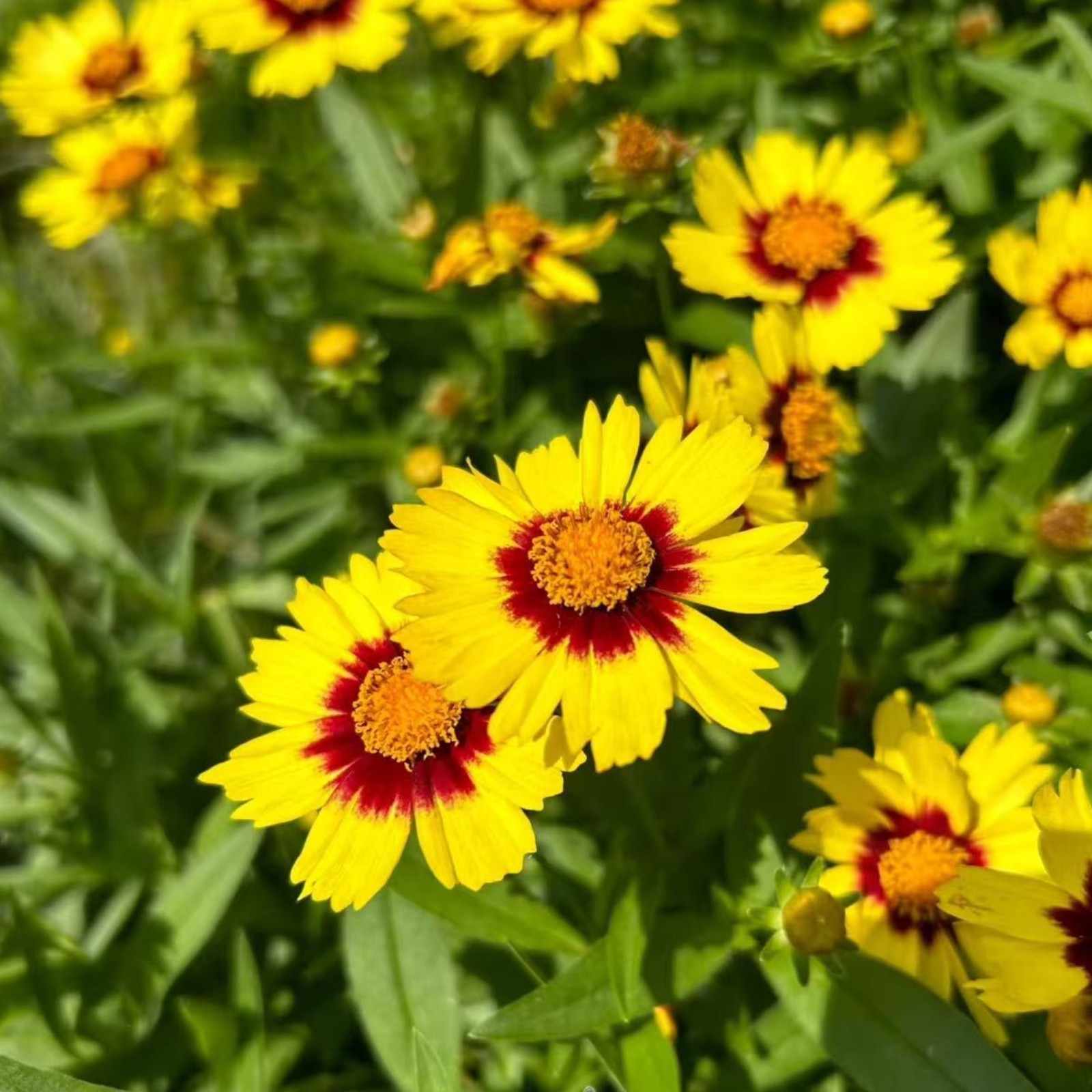 100 Plains Coreopsis Seeds – Vibrant Native Wildflowers for Pollinator