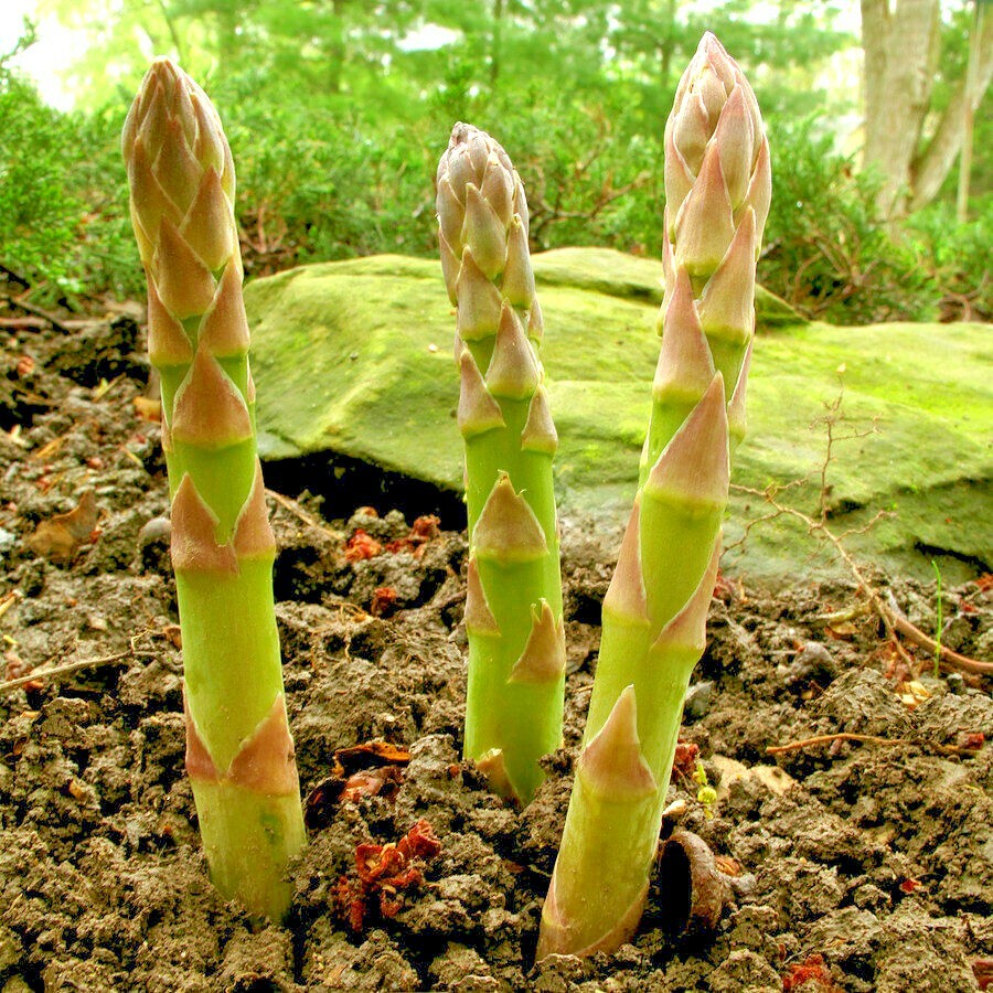 120+ASPARAGUS Seeds Mary Washington Native Heirloom Summer Vegetable Garden Easy