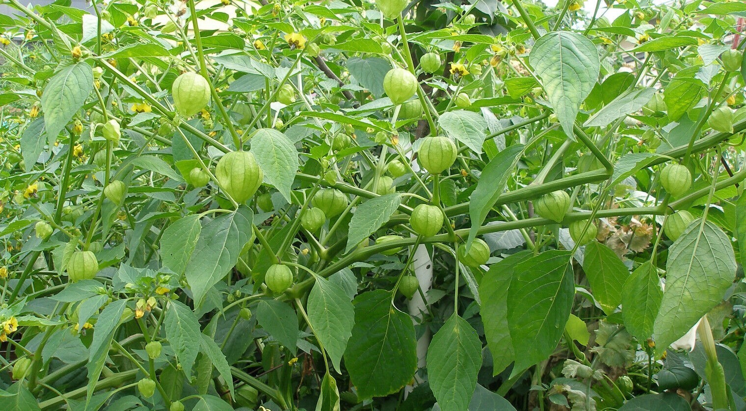50+Organic Green Tomatillo Seeds Vegetable Salsa Chinese Lantern Fruit USA