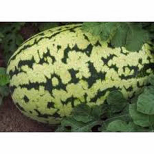 WATERMELON SEED, KLONDIKE STRIPED BLUE RIBBON, HEIRLOOM, 100 SEEDS