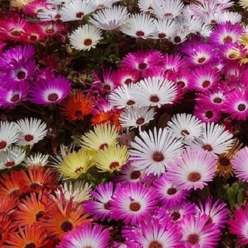 10,000+ Ice Plant Livingstone Daisy Flower Seeds Mixed Color Succulents