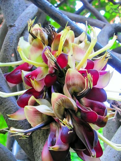 Mucuna Macrocarpa, Rare Rusty Leaf Muunai Vine Seed, Long Fruited USA
