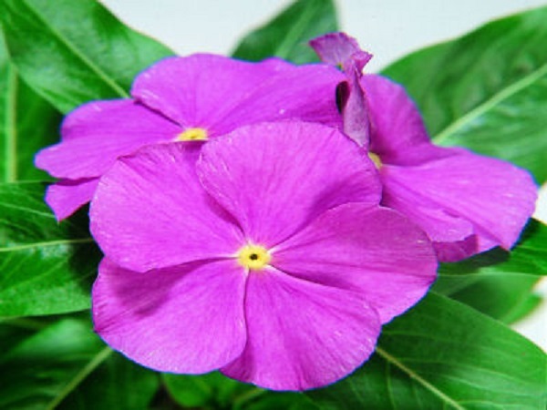 Vinca Seeds 50 Seeds Vinca Sunsplash Orchid