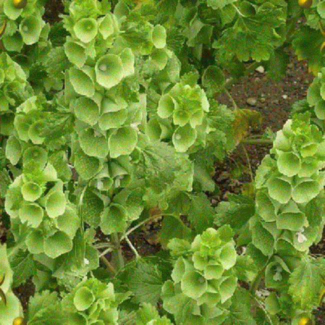 Moluccella Seeds Bells Of Ireland Seeds 100 Seeds