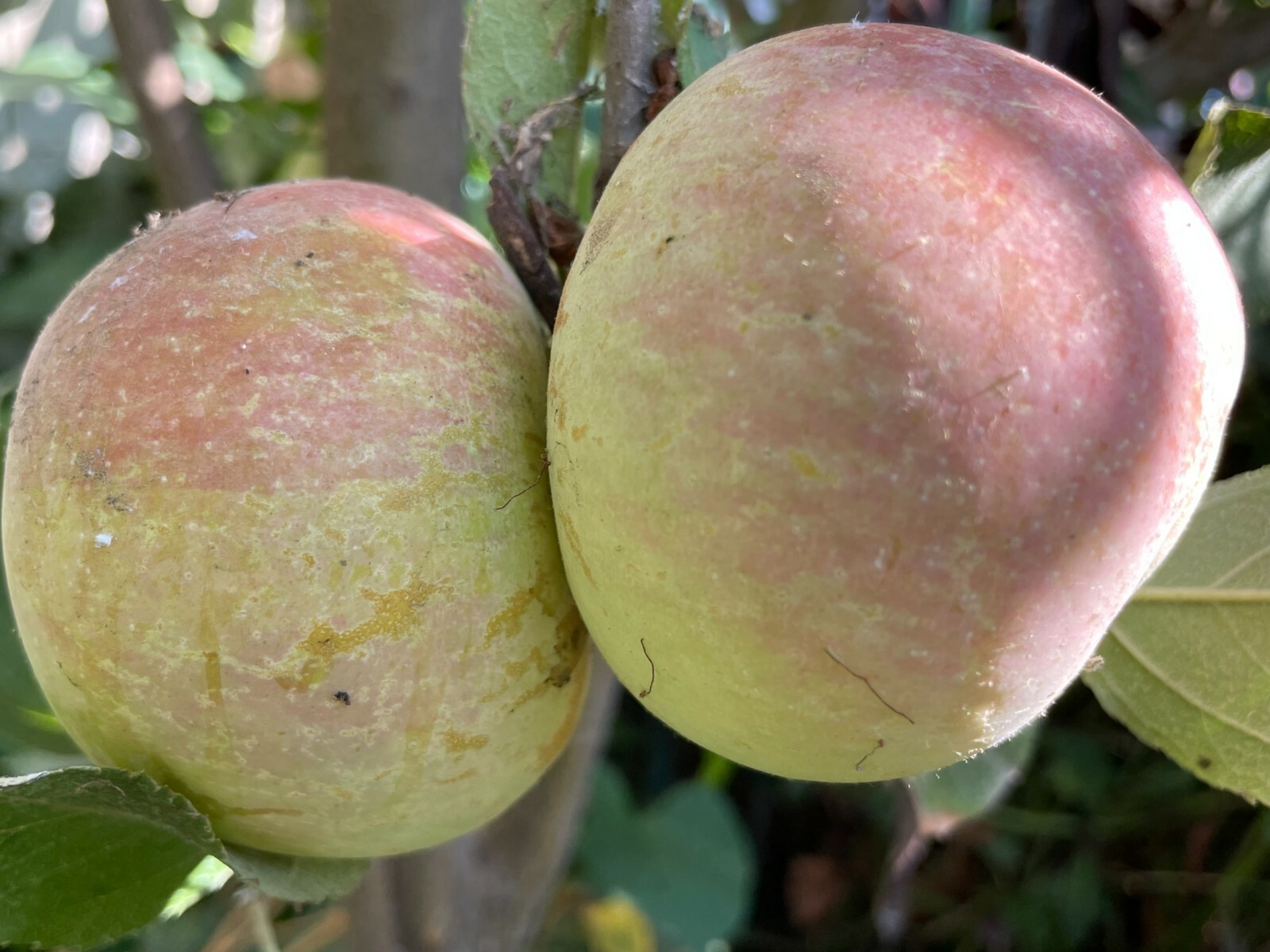 1 Seedling Grafted Fuji Apple Fruit Tree, A Grafted Seedling Tree App 30″ +