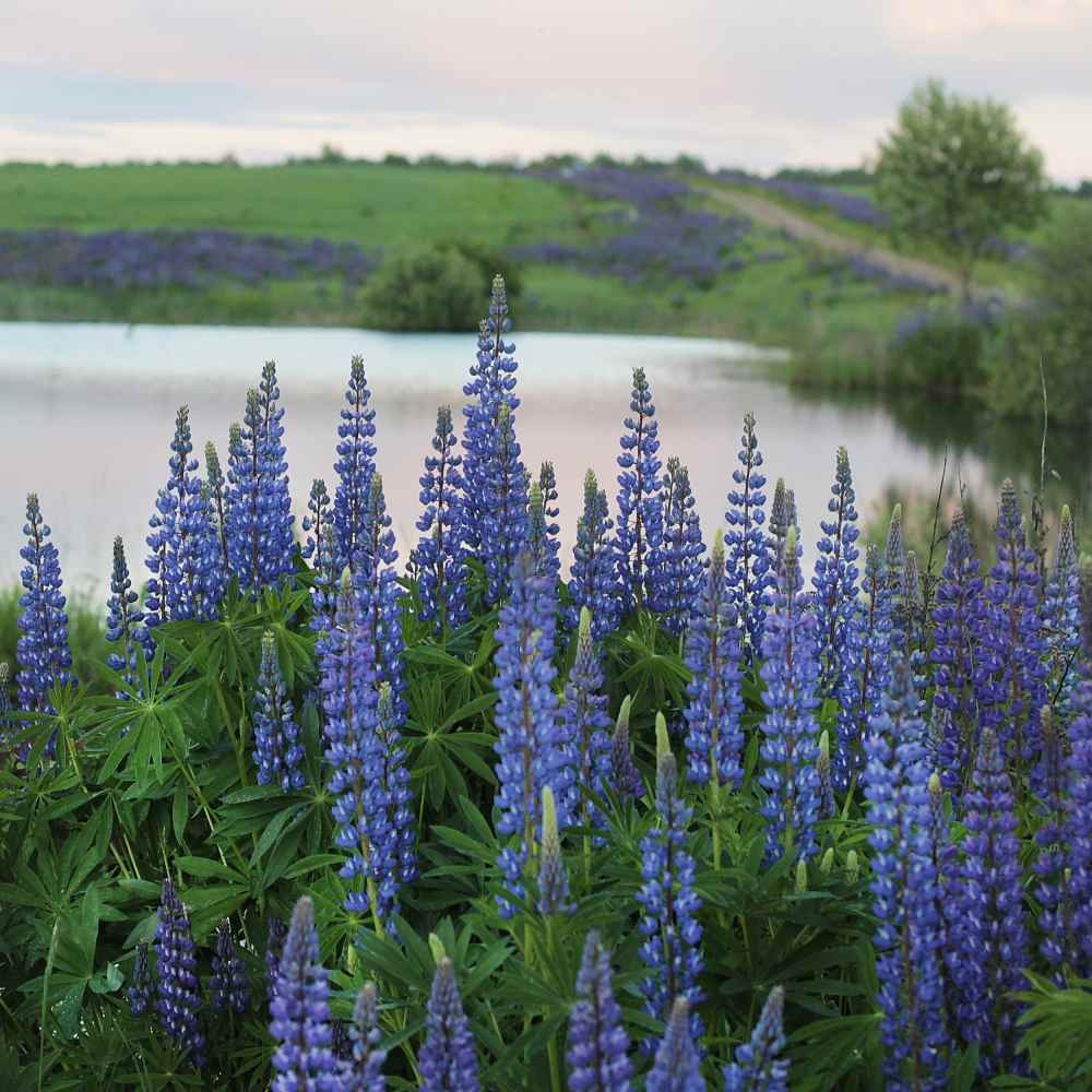 500 Seeds Blue Perennial Lupine Seeds For Planting | Lupinus Perennis Wild