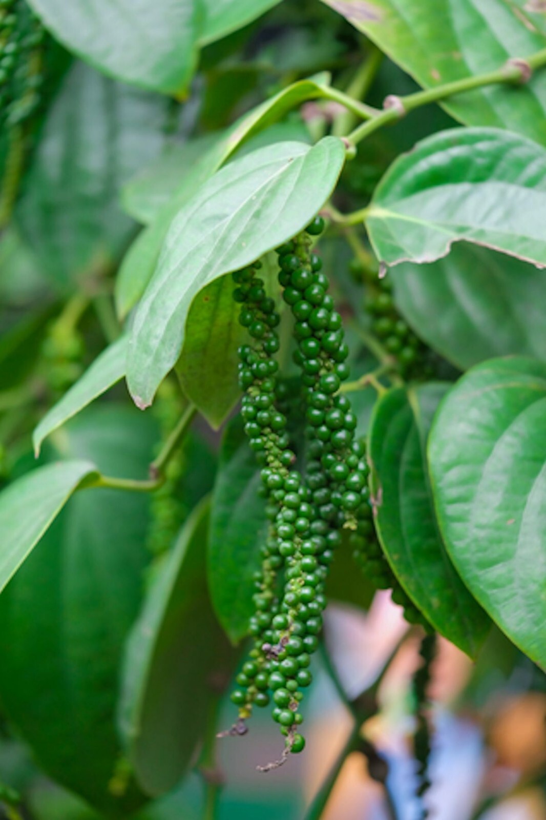 Tropical Seeds – Black Pepepr Spice- Piper Nigrum -20 Seeds – See Listing Below