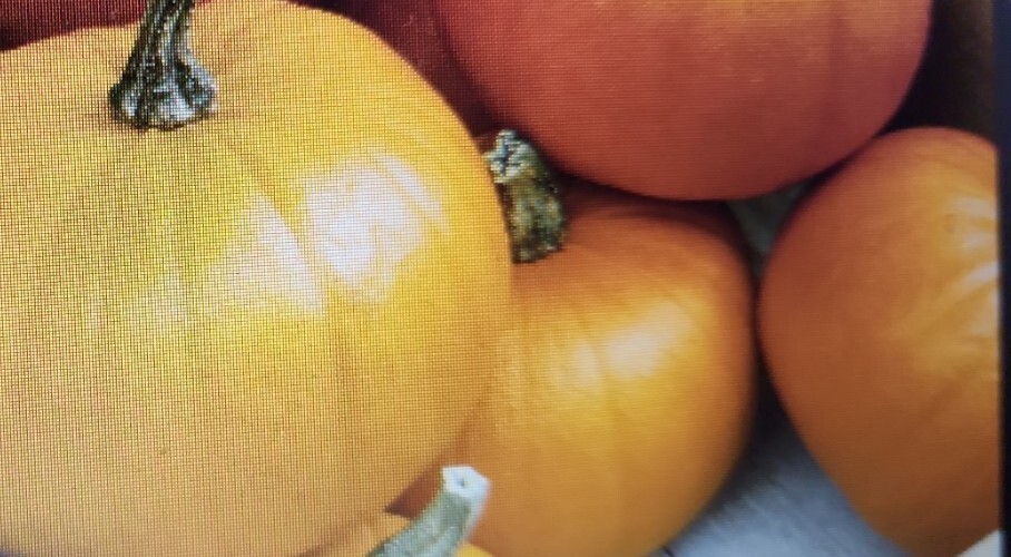 Sugar Pie Pumpkin Seeds Non-GMO Heirloom easy to grow pumpkin plant (24 Seeds)