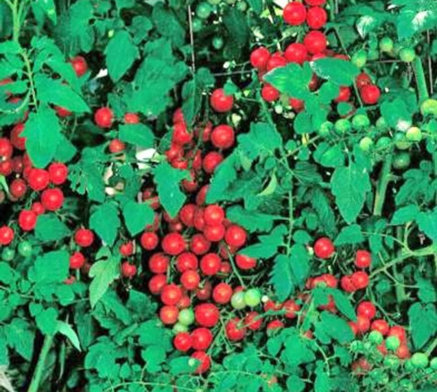 Large SWEET CHERRY Tomato 25-Seeds Organic Grown Unique Creek Homestead Gardens