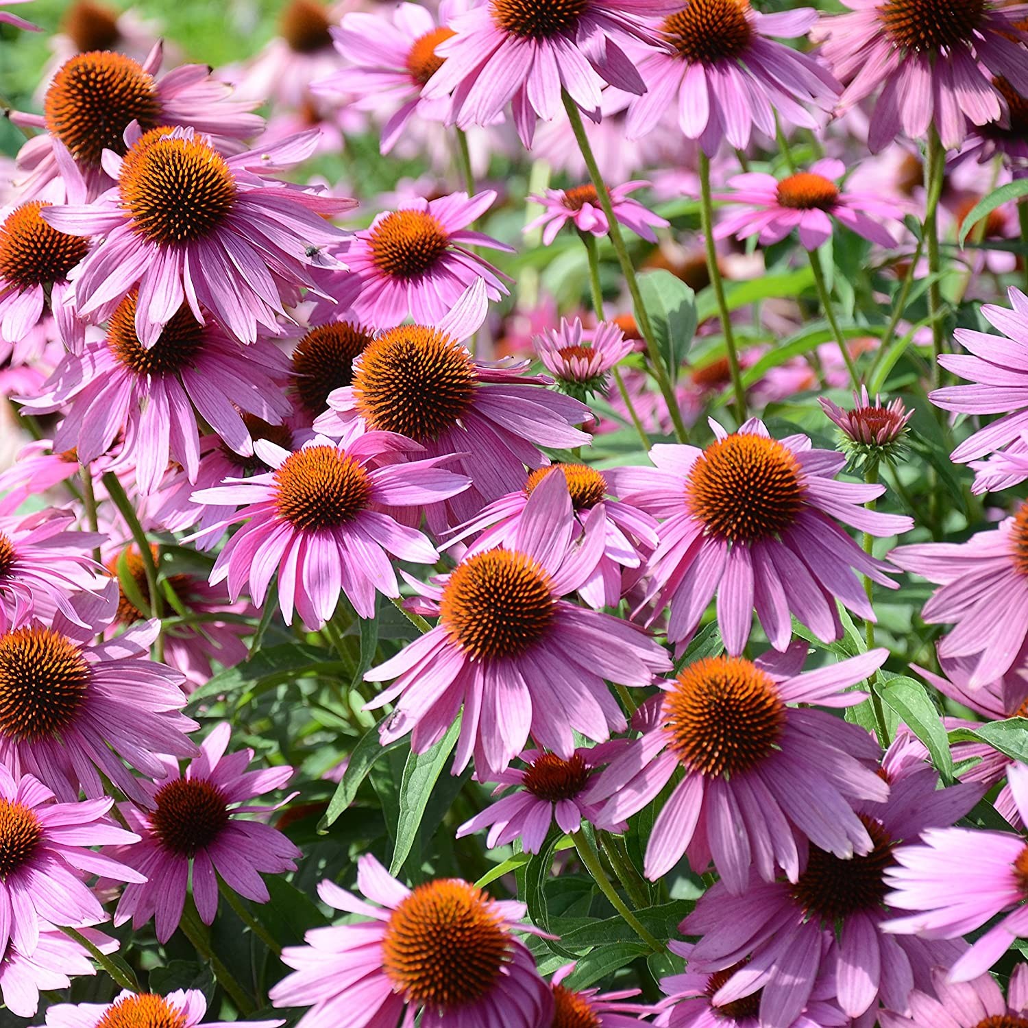 Purple Coneflower Seeds | Echinacea Garden Hedgehog Perennial Flower Seed 2024