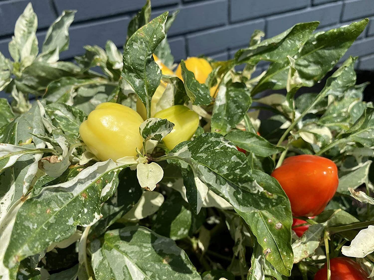 Variegated Baby Bell Pepper Premium Seed Packet