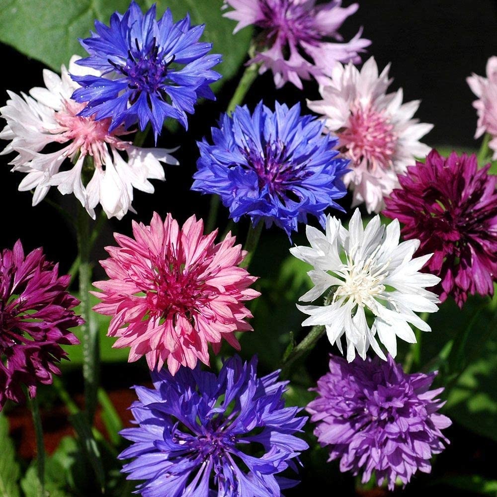 Polka Dot Mix Dwarf Bachelor Button Seeds | Cornflower Edible Flower Seed 2025