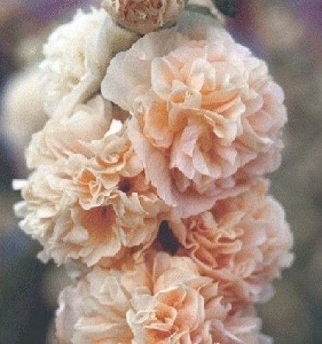 Alcea rosea Chamois 10 seeds