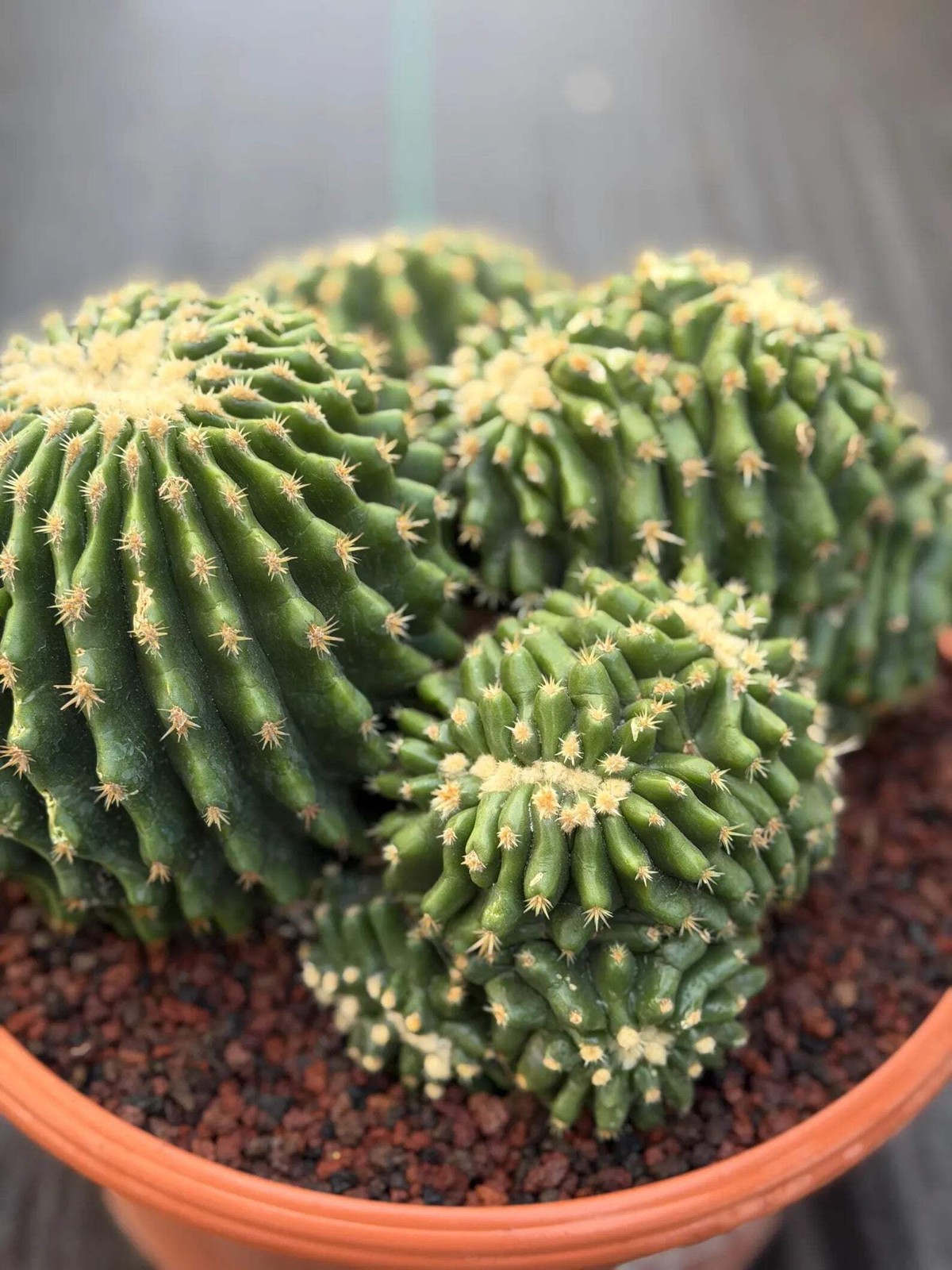 Crested Echinocactus Grusonii Inermis | Rare Short Spine Cluster Live Cactus
