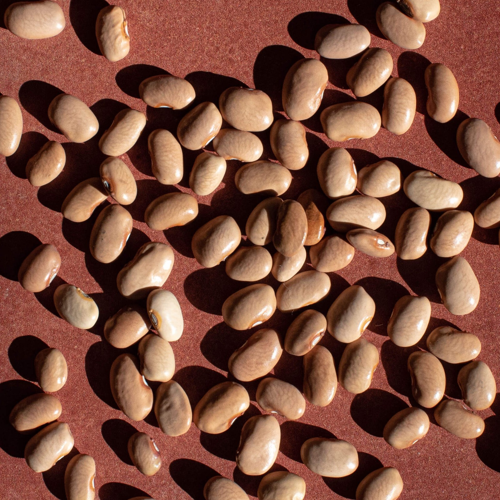 Bayo Bean Seeds (25) / ORGANIC / MEXICAN CUISINE / DELICIOUS /BUSH / RARE