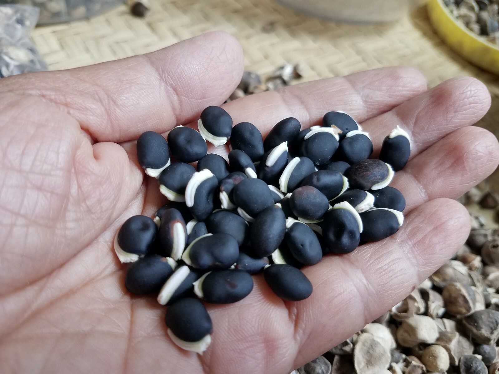 Green purple Hyacinth Bean Vine Seeds, Bataw, Egyptian bean (20+ seeds)
