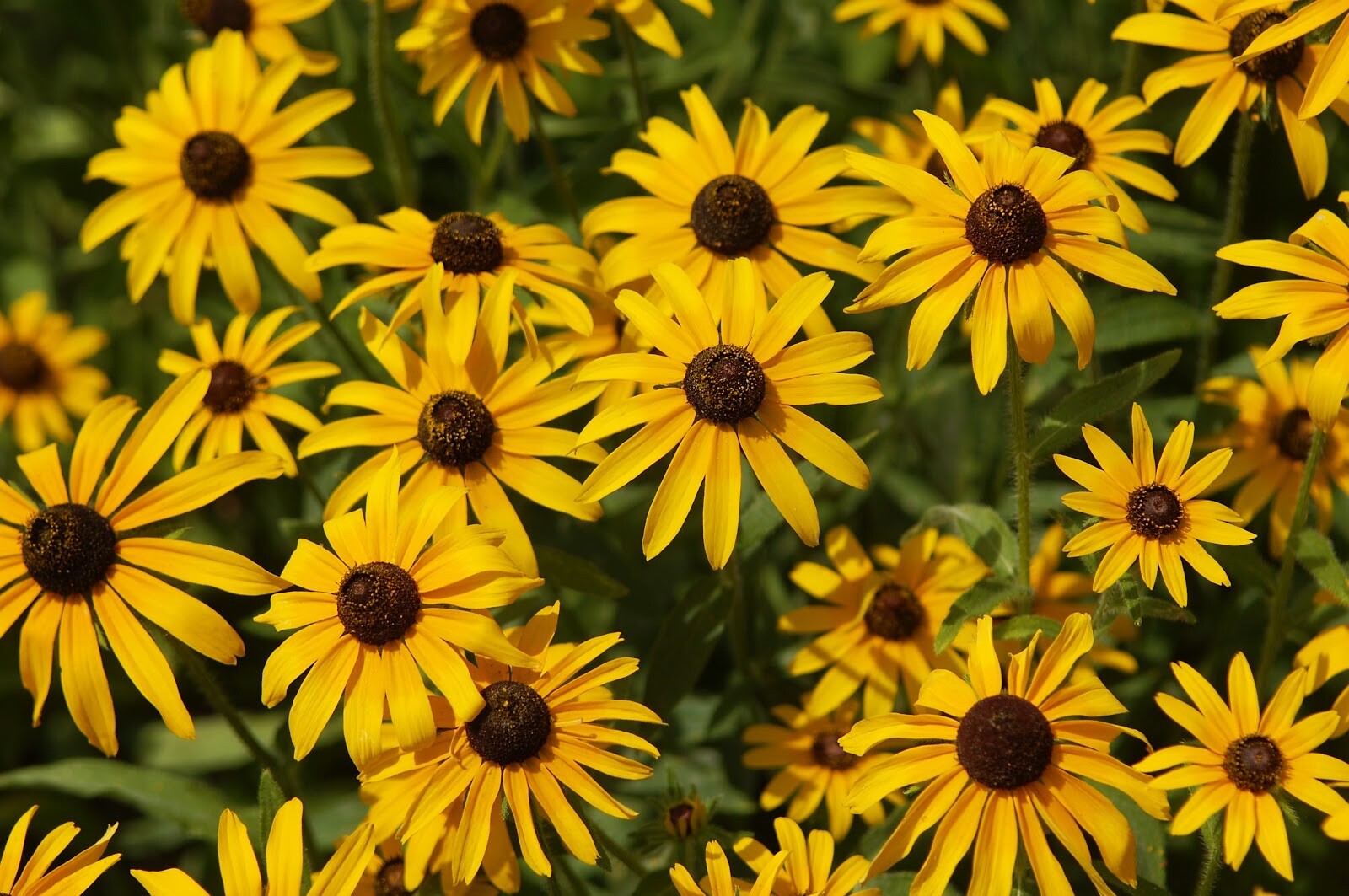 Black-Eyed Susan, Rudbeckia Hirta, Heirloom Flower Seeds-Non GMO- 1,000 Seeds