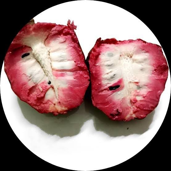 (1) One Live Plant of “RED INCA” CHERIMOYA about 8-20″ Tall
