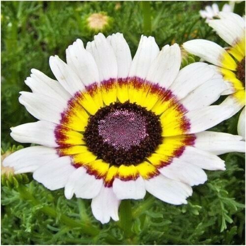 200+Chrysanthemum Tri-Color PAINTED DAISY Seeds Garden/Patio Containers Annual