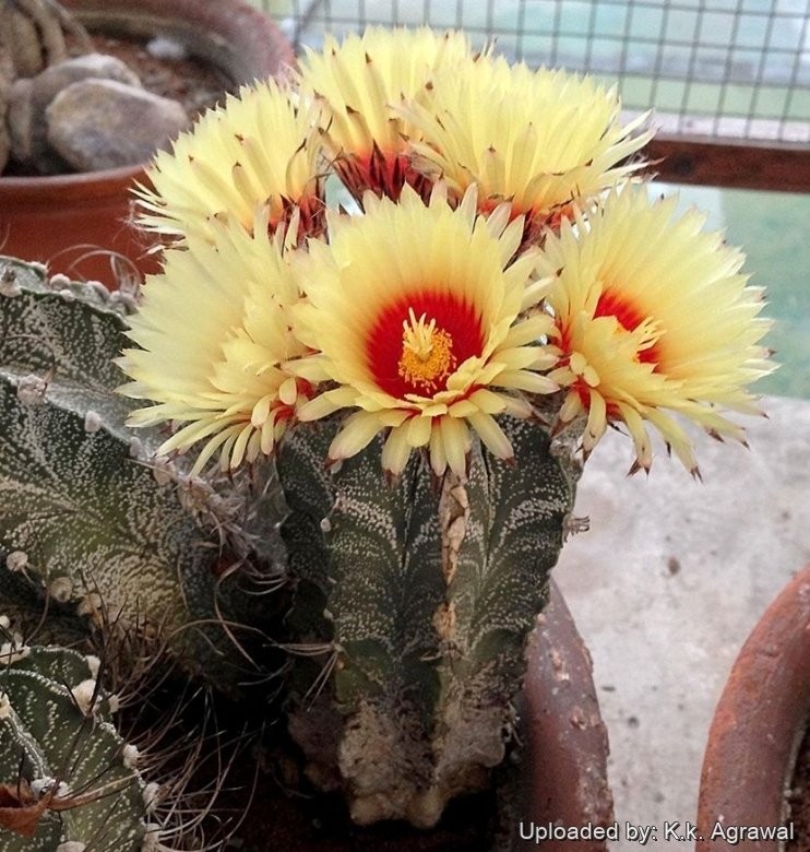 Astrophytum Capricorne Major Seeds 5 Seeds Free Shipping!