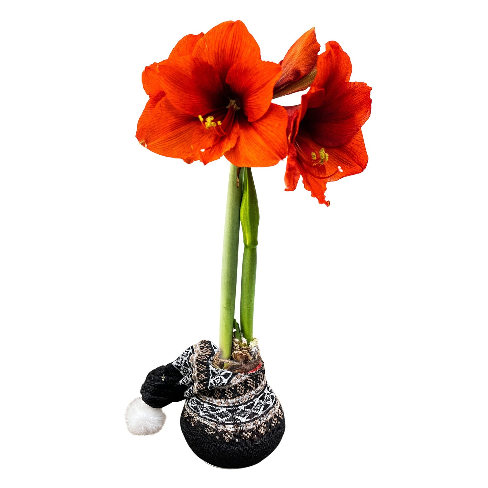 Decorative Waxed Amaryllis Bulb – Red Blooms, No Watering Required, Easy Care