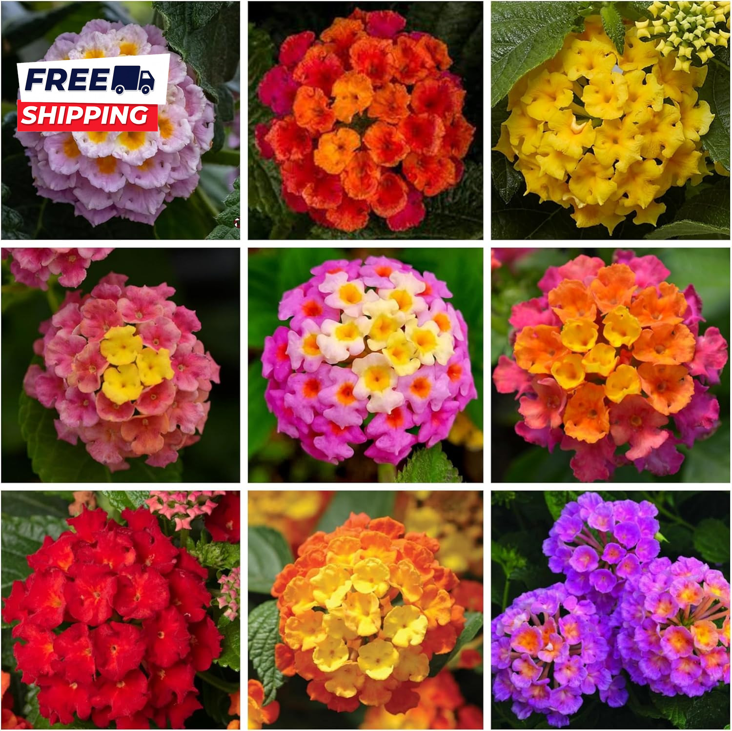 Lantana Flower Seeds for Planting 300+ Mixed Color Flower Seeds to Plant Great