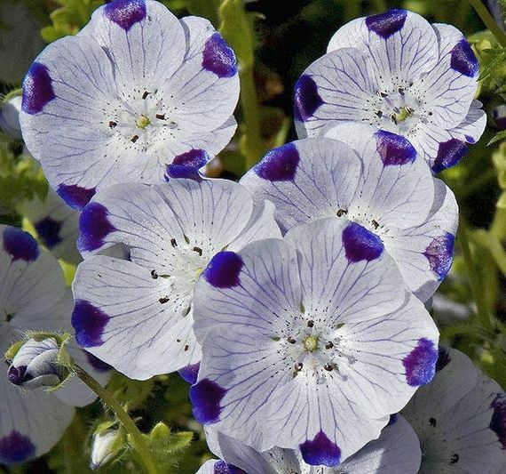 500 Seeds, Five Spot (Nemophila Maculata) B144, Home Garden DIY