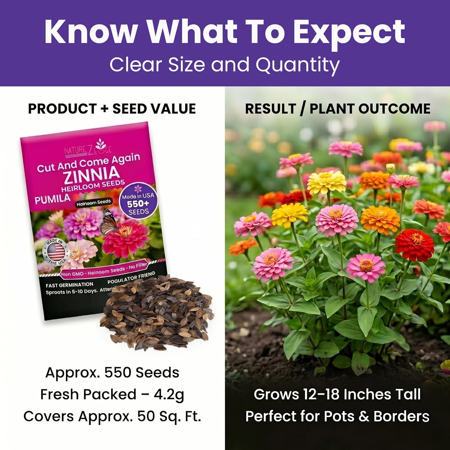 Naturez Edge Zinnia Seeds for Planting Outdoors, Flower Seeds, Bulk Semillas De