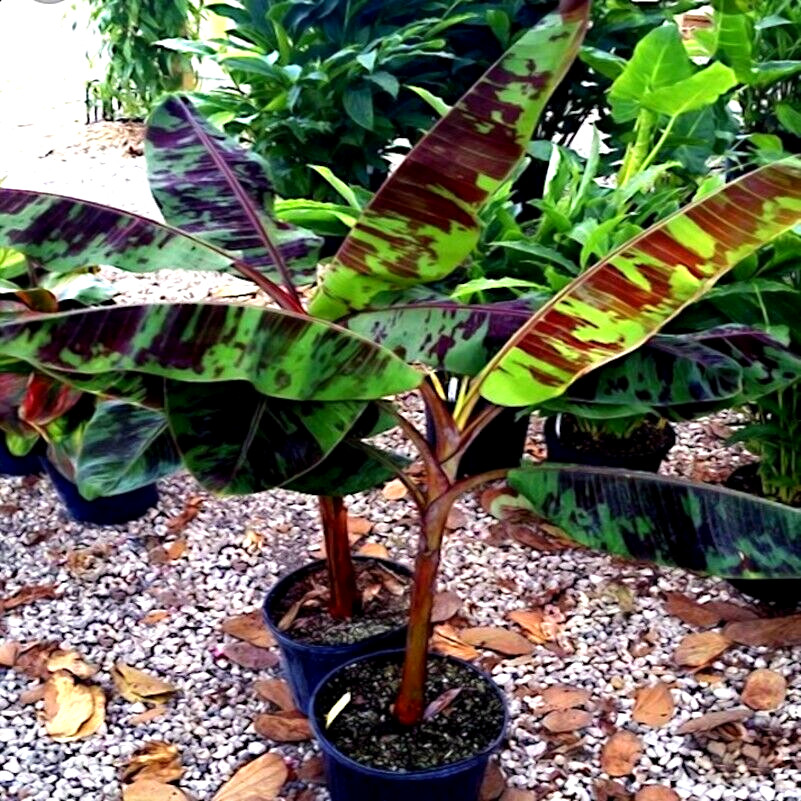 5 Red Tiger Darjeeling Banana Plant Tree Seeds (Musa sikkimensis) Hardy-Zone 5