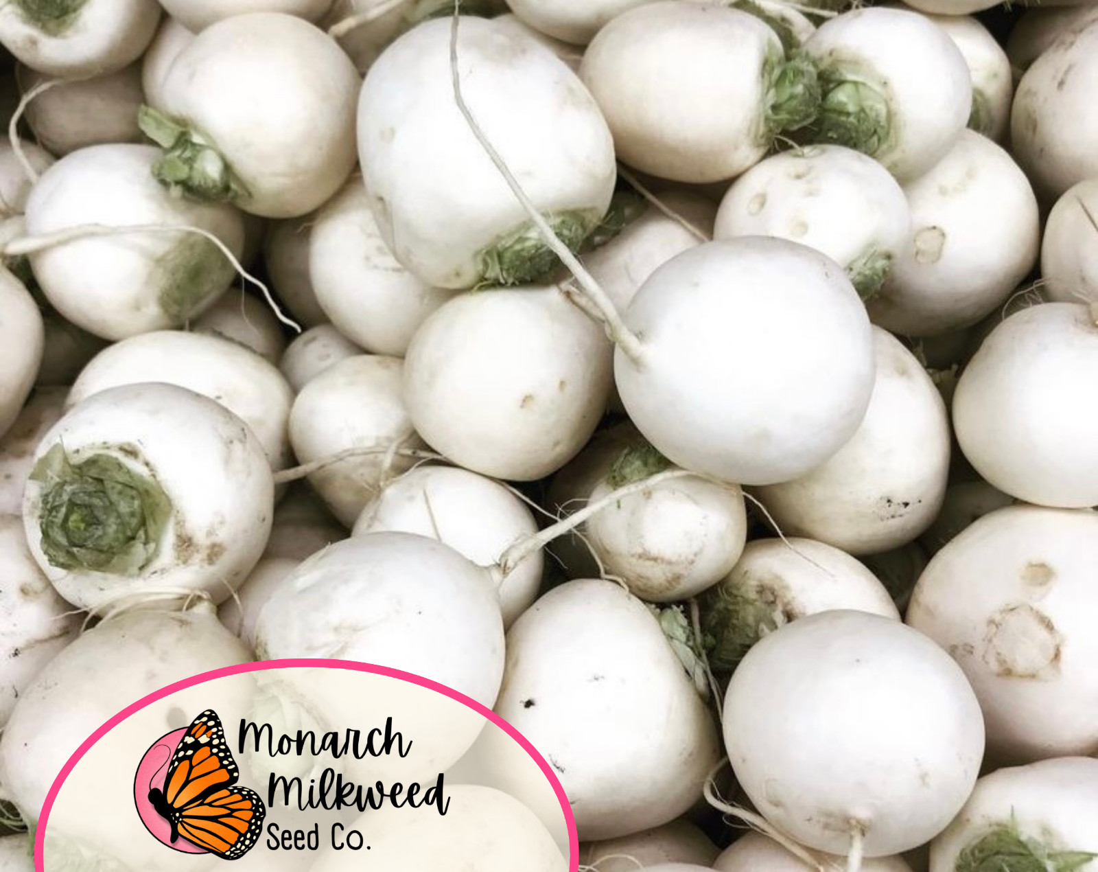 725+ Radish Seeds ‘White Hailstone’ | Heirloom, Non-GMO, Vegetable Garden Seed