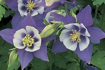 Aquilegia Origami Blue and White 100 seeds