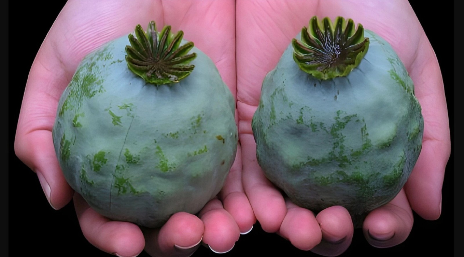 2,500 The Giant Rattle Papavear Somniferum Giganteum Poppy Seeds 2025 Harvest