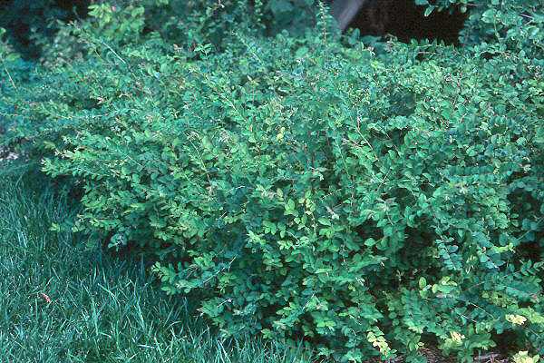 Coralberry, Symphoricarpos orbiculatus, Shrub Seeds (Hardy, Showy, Fall Color)