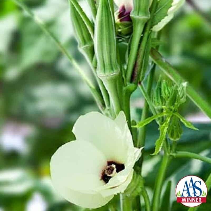 Bulk 4 oz SEEDS OKRA CLEMSON SPINELESS 80 HEIRLOOM NON GMO