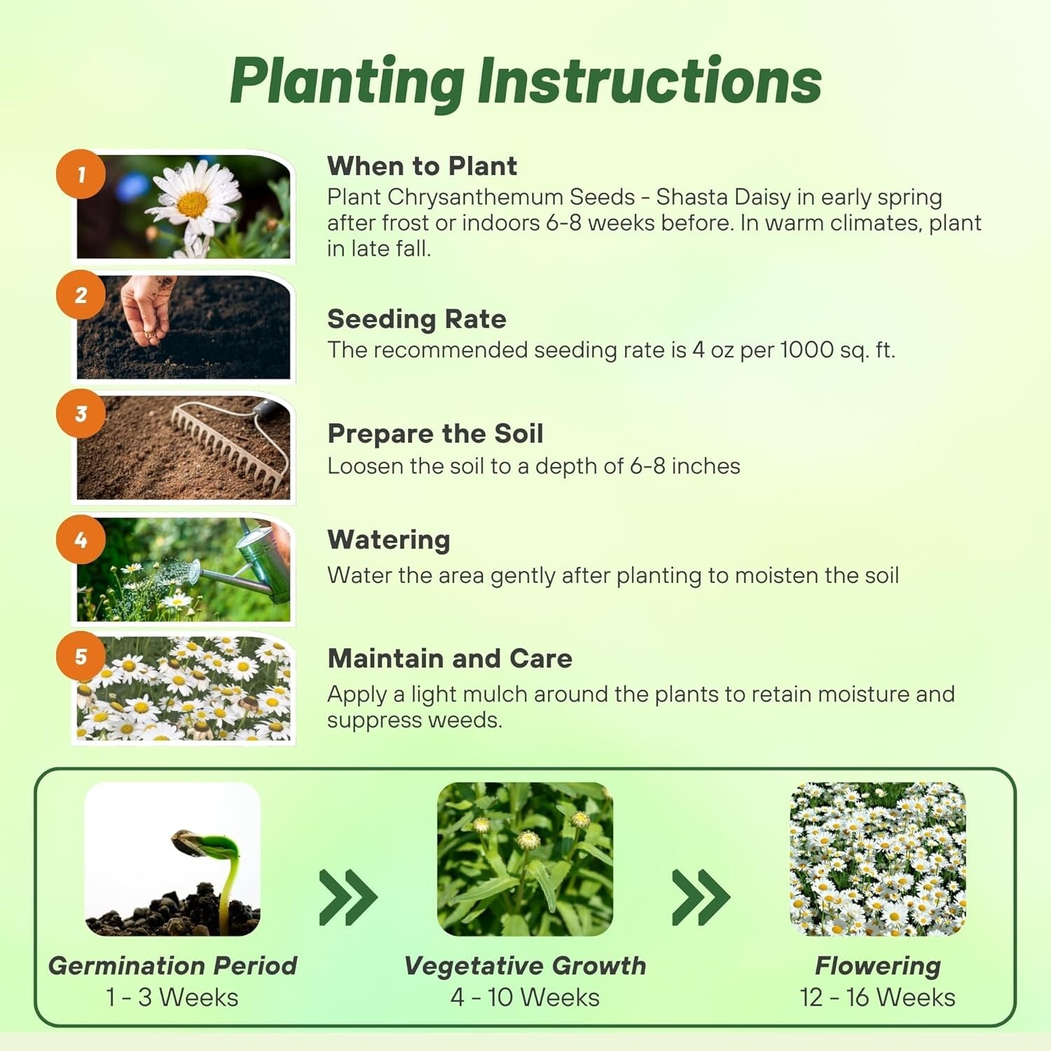 GMO-Free Shasta Daisy Seeds – 1 Lb. of Drought-Tolerant, Beautiful White Blooms