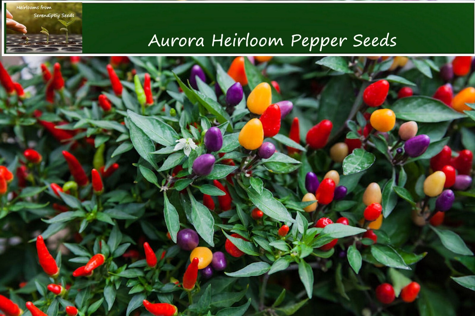 Vegetable Seeds -Aurora Pepper 10 Seeds! Heirloom Rainbow Colorful Fruit