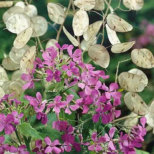 50+ Money Plant Seeds, Lunaria annua, Fresh, Ready – Planting, Free Shipping USA