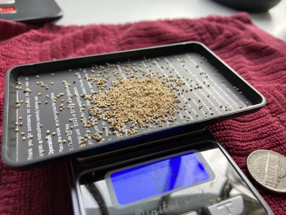 GENUINE – Afghan “Special” Poppy Seeds – 1/2 gram ~1500 seeds – Izmir Galania