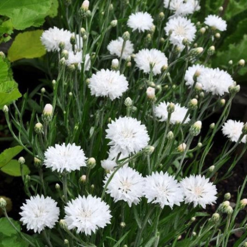 Tall White Cornflower Seeds, Bachelor Button,