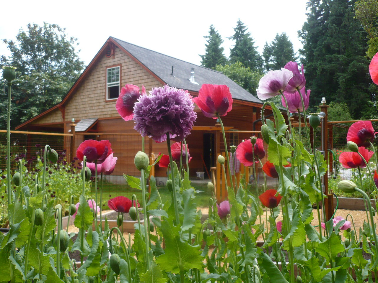 Summer Special! Papaver S. Poppy Mix 1 TSP 10,000 Seeds All Colors PoppyQueen👑