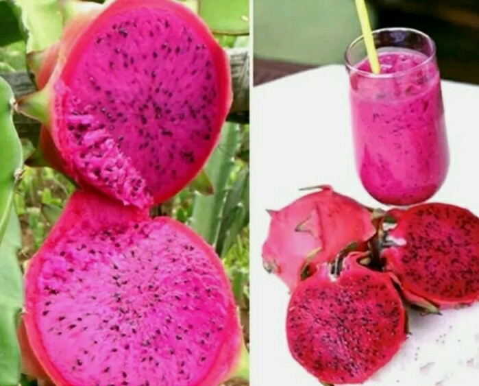 USA SELLER Red Dragon Fruit seeds (30 seeds) fresh this season’s harvest 2021