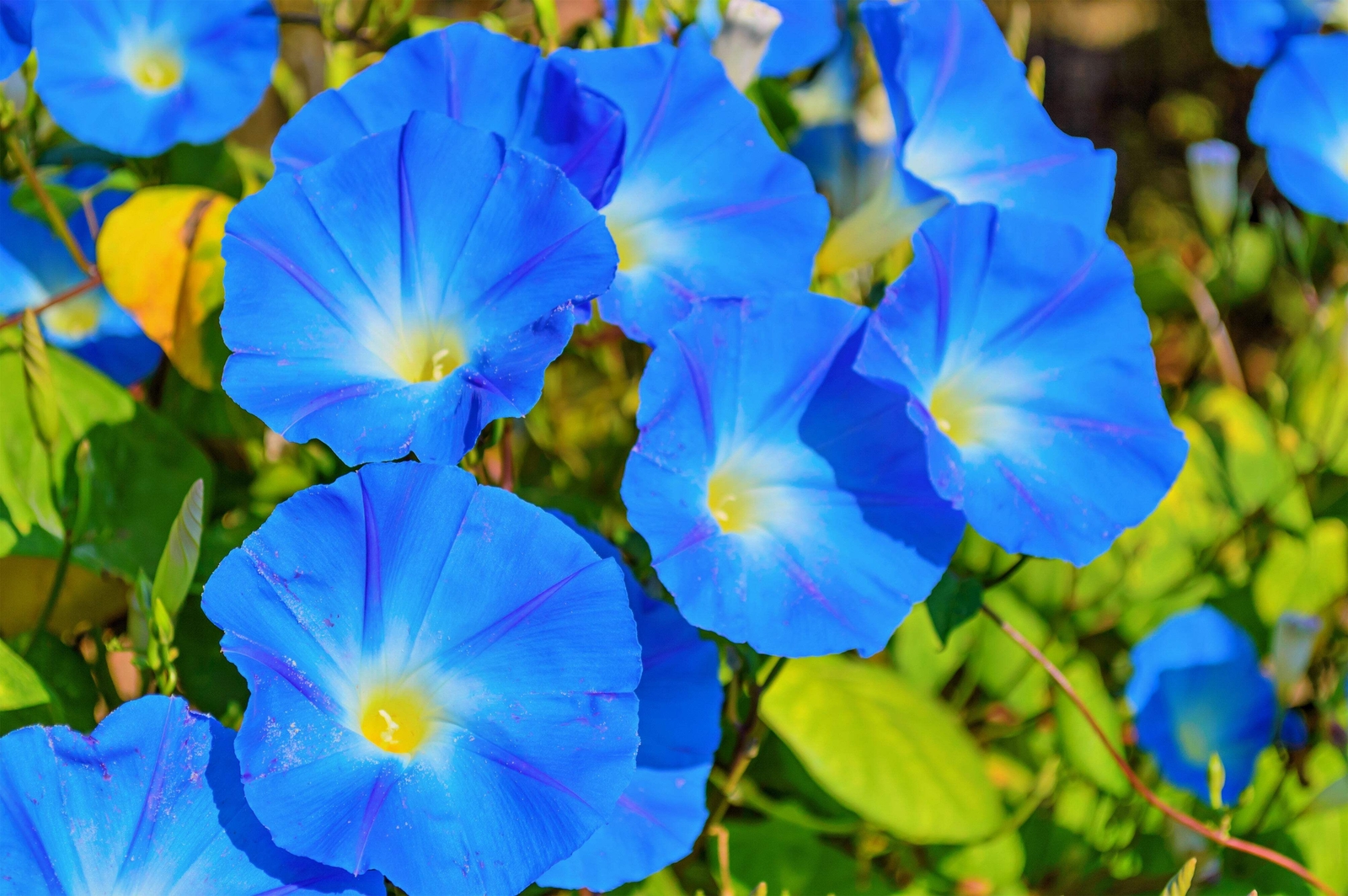 50 HEAVENLY BLUE MORNING GLORY Vine Ipomoea Tricolor Flower Seeds *Flat Shipping