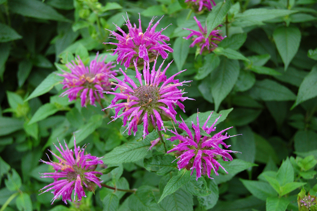 Bee Balm Perennial Seeds 3000+ Bergamot Flower Monarda Fistulosa Mint Butterfly