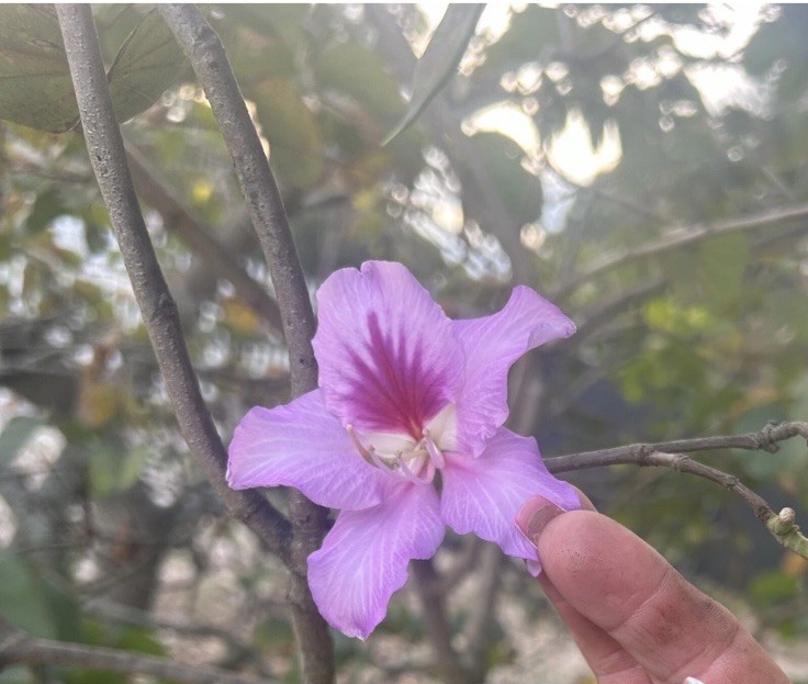 Hong Kong Orchid Tree Seeds Grown in FL (Bauhinia purpurea).20 Seeds