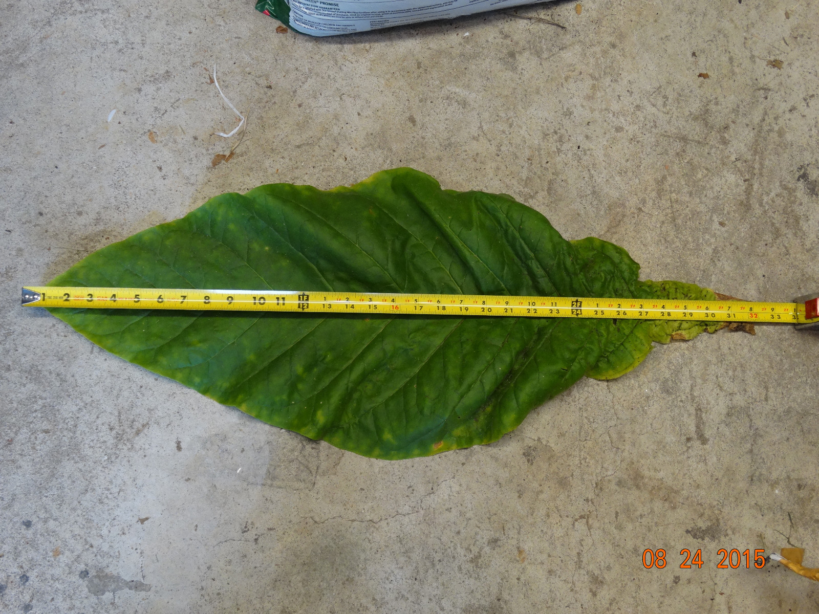 BANANA LEAF TOBACCO SEEDS 2500+ GREAT CIGARETTE TOBACCO HUGE LEAF PRODUCER