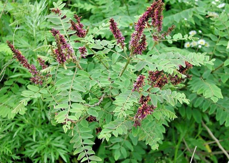 30 INDIGO BUSH SEEDS – Amorpha fruticosa