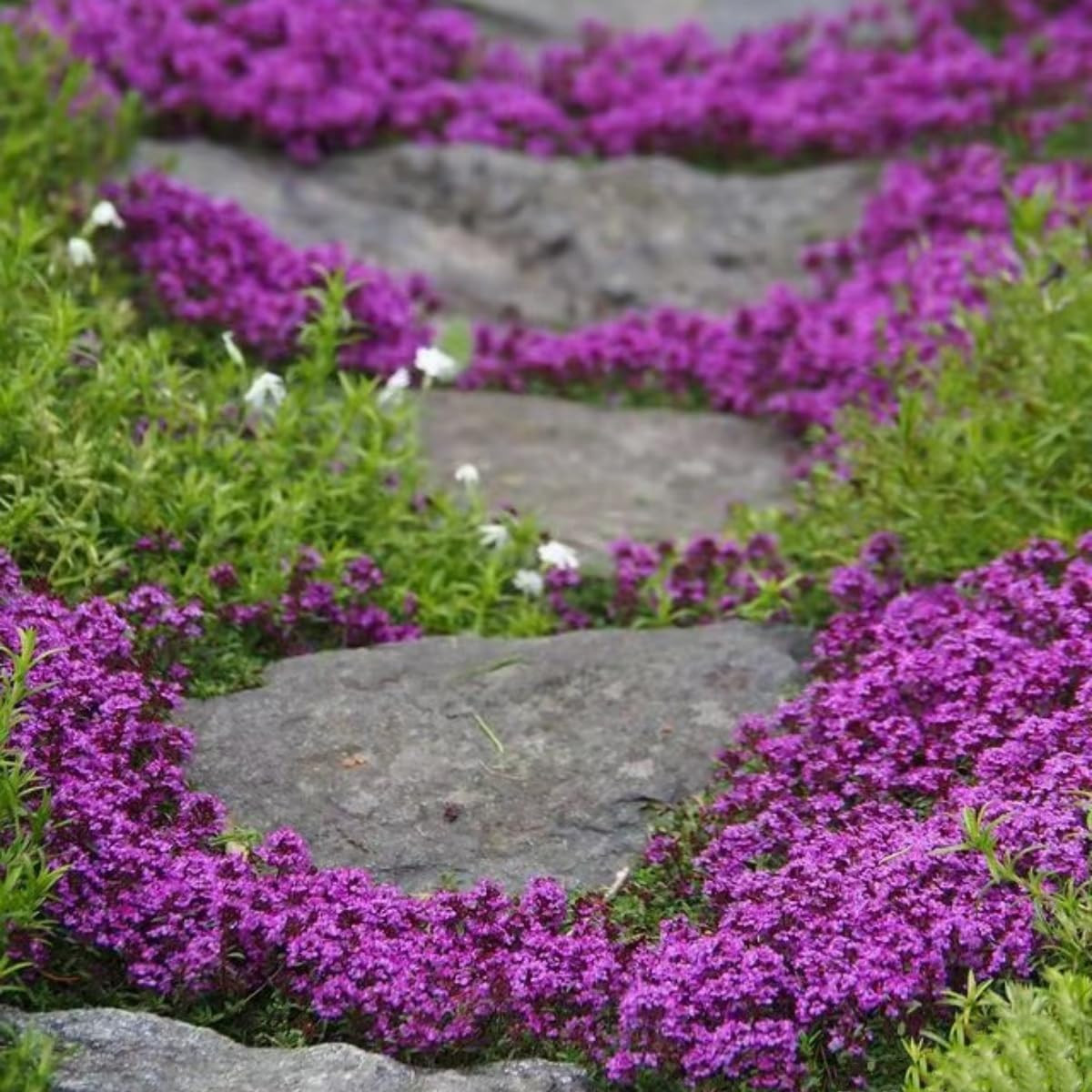 20000+ Magic Purple Creeping Thyme Seeds for Planting Ground Cover Plants Heirlo