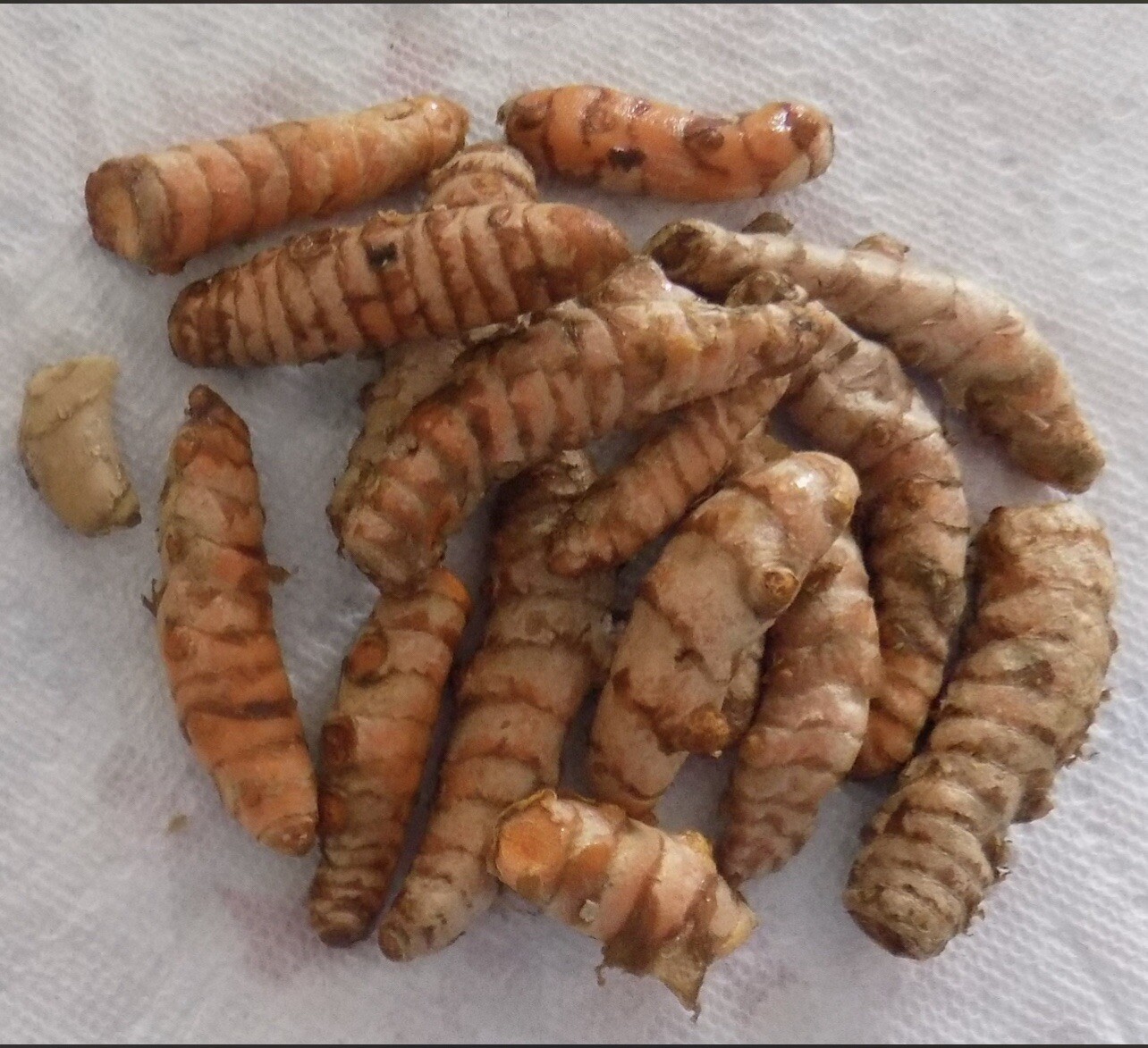 15Pcs Turmeric Roots Fresh Roots Curcuma Longa Ready To Plant